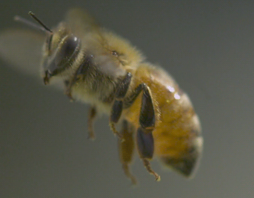 Bees at Hawkseye in Lewes Delaware
